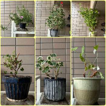 観葉植物のある暮らし,多肉植物好き,増やすぞ〜の画像