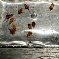 センナ・メリディオナリス,種子,実生チャレンジ,南アフリカ原産,種まき中毒の画像