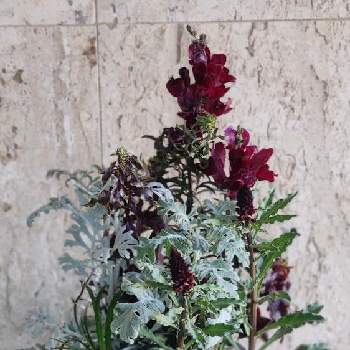 おうち園芸,銅葉 金魚草,寄せ植え,リシマキア♡,棚の画像