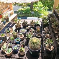 多肉植物,遮光,サボテン☆,DIYウッドデッキ,アガペ類の画像