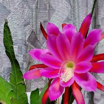 開花,多肉植物,サボテン☆,窓辺の画像