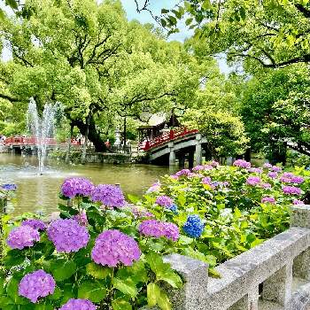 アジサイ,紫陽花,季節を感じる♪,ピンクの花,気持ちいいGreen。の画像