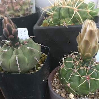 翠晃冠,モンビレイ,ギムノカリキウム多花玉,一本刺バッテリー,バッテリーの画像