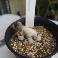 カッコイイ‼,多肉植物,うねうね,ムチムチ,植中毒の画像