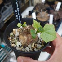 カッコイイ‼,多肉植物,うねうね,ヒョロヒョロ,ニョロニョロの画像