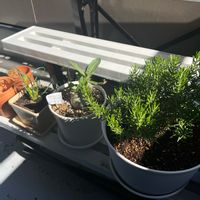 ローズマリー,アデニウム アラビカム,アルブカ スピラリス フリズルシズル,観葉植物,バルコニー/ベランダの画像