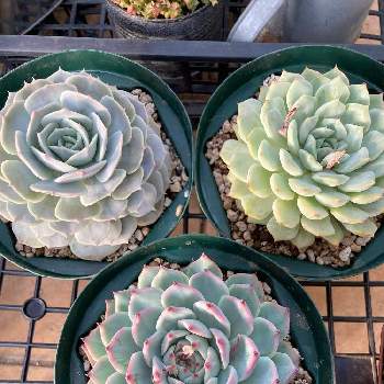 桃太郎☆,いただきもの,植物大好き,見てくださりありがとう,植え替えの画像
