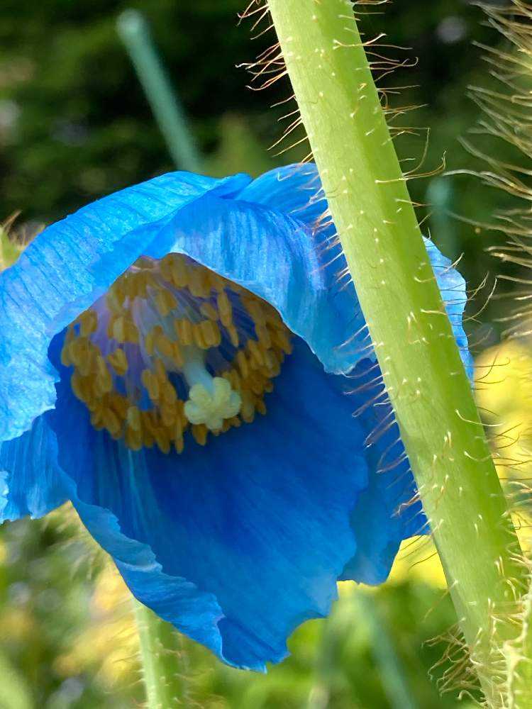 続・ヒマラヤの青いケシ物語｜🍀GreenSnap（グリーンスナップ）