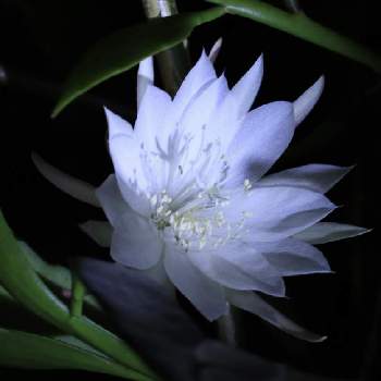 姫月下美人,沖縄,一夜限りの花,花のある暮らし,白い花マニアの画像