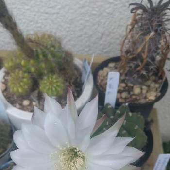 サボテン,エキノプシス属 大豪丸,サボテンの花,テラスの画像