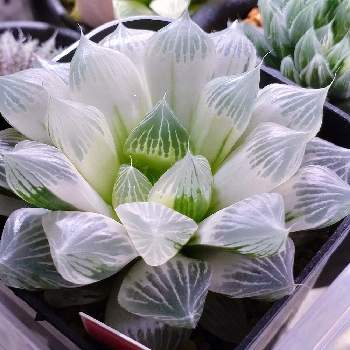ハオルチア白蛇伝,多肉植物,多肉男子,サボテン科,観葉植物の画像