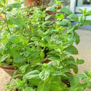 ミント,新芽うれしい,ガーデニング大好き,植え替え,新芽☆の画像