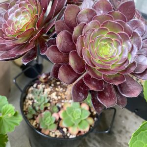 黒法師,愛染錦,夕映え,多肉植物,多肉寄せ植えの画像