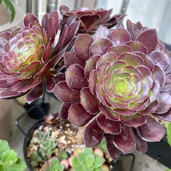 黒法師,夕映え,愛染錦,多肉植物,アオエニウムの森の画像