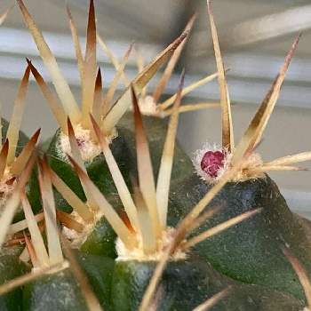 翠晃冠,ギムノカリキウム属,武器ではなく花を, サボテン,北海道の画像