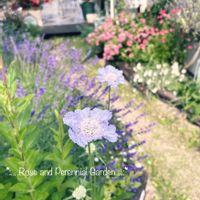 宿根草の庭,耐寒性宿根草,ナチュラルガーデン,おうち園芸,イングリッシュガーデンの画像