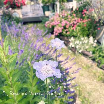 宿根草の庭,耐寒性宿根草,ナチュラルガーデン,おうち園芸,イングリッシュガーデンの画像