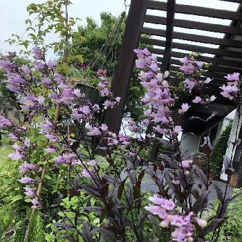 ペンステモンダークタワーズ,カラーリーフ,ピンクの花,natural garden,ナチュラルガーデンの画像