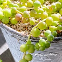 グリーンネックレス,小さなしあわせ♡,ベランダガーデニング,❤️愛おしい,多肉植物のある暮らしの画像