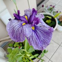 花菖蒲,生活に花を,ベランダガーデニング,青い花,ベランダガーデンの画像