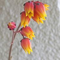 多肉植物,　大和錦,ベランダガーデン,癒し♡,多肉初心者の画像