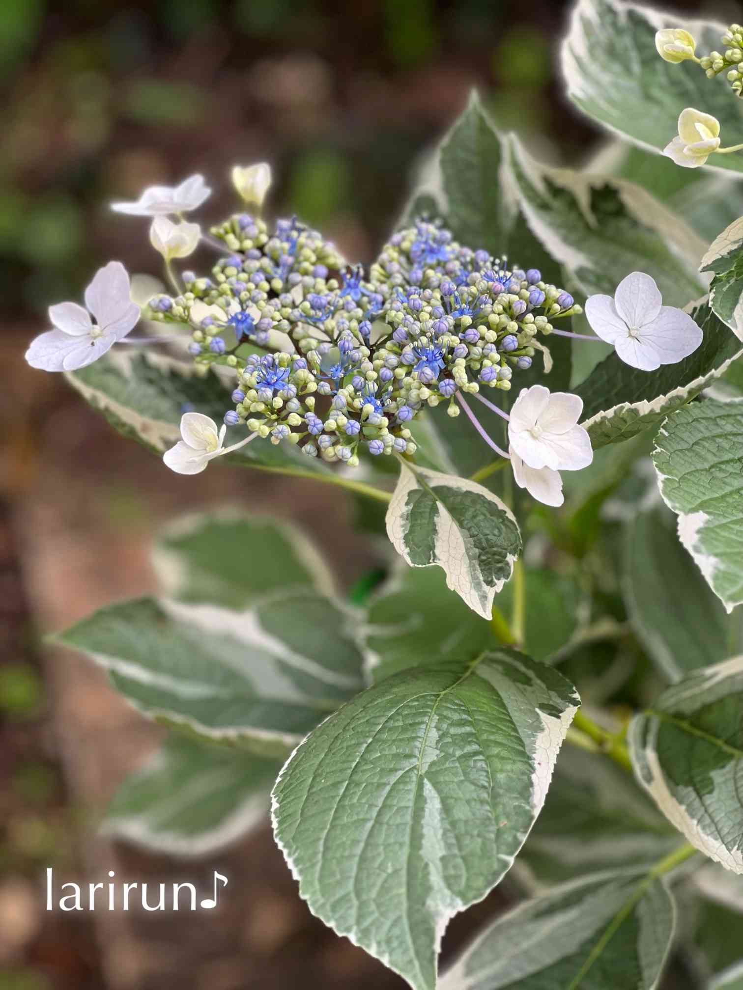 斑入り額紫陽花 ️恋路が浜 ️挿し木苗 感染対策 インテリア・住まい