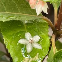 ヤブコウジ(十両),ヤブコウジ,小さな花,白い花,バルコニー/ベランダの画像
