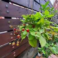 ワイルドストロベリー,鉢植えで育てる,季節を感じる暮らし,ガーデニング初心者,ハーブのある暮らしの画像
