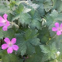 ゲラニウム,ゲラニウム☆,花壇,花中毒,北海道からの画像