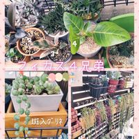 多肉植物,多肉男子,斑入りグリーンネックレス♡, フィカス・ティネケ,フィカス.アルテシマの画像