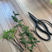 ボスウェリア・ネグレクタ,オペルクリカリア ヒファエノイデス,多肉植物,多肉男子,葉っぱが好きの画像