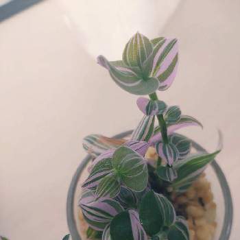 トラディスカンチア ラベンダー,8日は葉っぱの発表会,観葉植物,ハイドロカルチャー,インテリアの画像