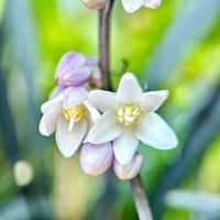 コクリュウ（黒竜）,スマホ撮影,マクロレンズ,庭に咲く花,我が家の花達の画像