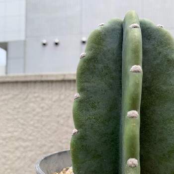 鬼面角,サボテン☆,セレウス属,サボテン科, サボテンの画像