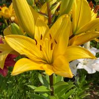 ユリ,スカシユリ,花壇,公園,庭先の画像
