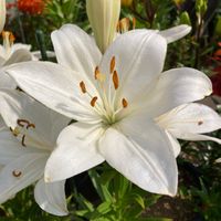 ユリ,スカシユリ,花壇,公園,庭先の画像