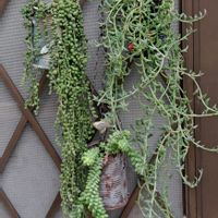 ドルフィンネックレス,グリーンネックレス,新珠つづり,多肉植物,自分らしくねの画像
