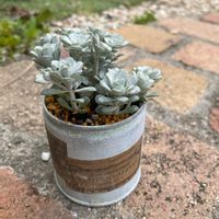 白雪ミセバヤ,多肉植物,無加工,リメ缶,多肉ちゃんの画像