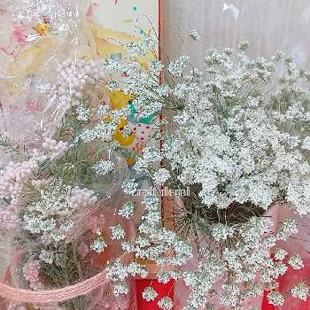 レースフラワー,ライスフラワー,手作り,花材,ベランダの画像