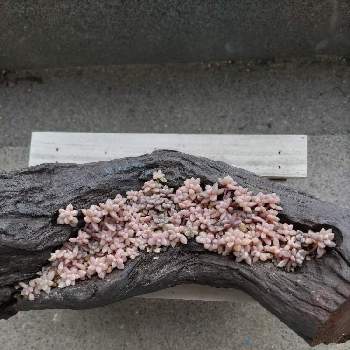 姫秀麗,元気いっぱい,多肉植物,つぶづぶ,癒やしの画像
