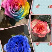 アバランチェレインボー,ロイヤルアバランチェ,バラ  ジュミリア,ばら バラ 薔薇,ありがとう♡の画像
