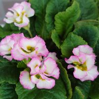 プリムラ　ジュリアン,癒し♡,植物好き,かわいい♡,花のある暮らしの画像