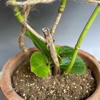 挿し木,紫陽花 アジサイ あじさい,バルコニー/ベランダの画像