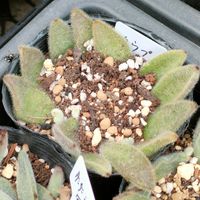 多肉植物,多肉男子,ウサ耳祭り,カランコエ属,  月兎耳の画像