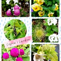 西洋オキナグサ,ルリマツリ,ペンタス・白,パンジー,山紫陽花の画像