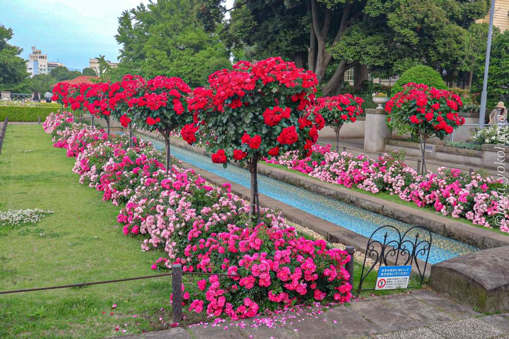 ヒガ君さんの港の見える丘公園への投稿