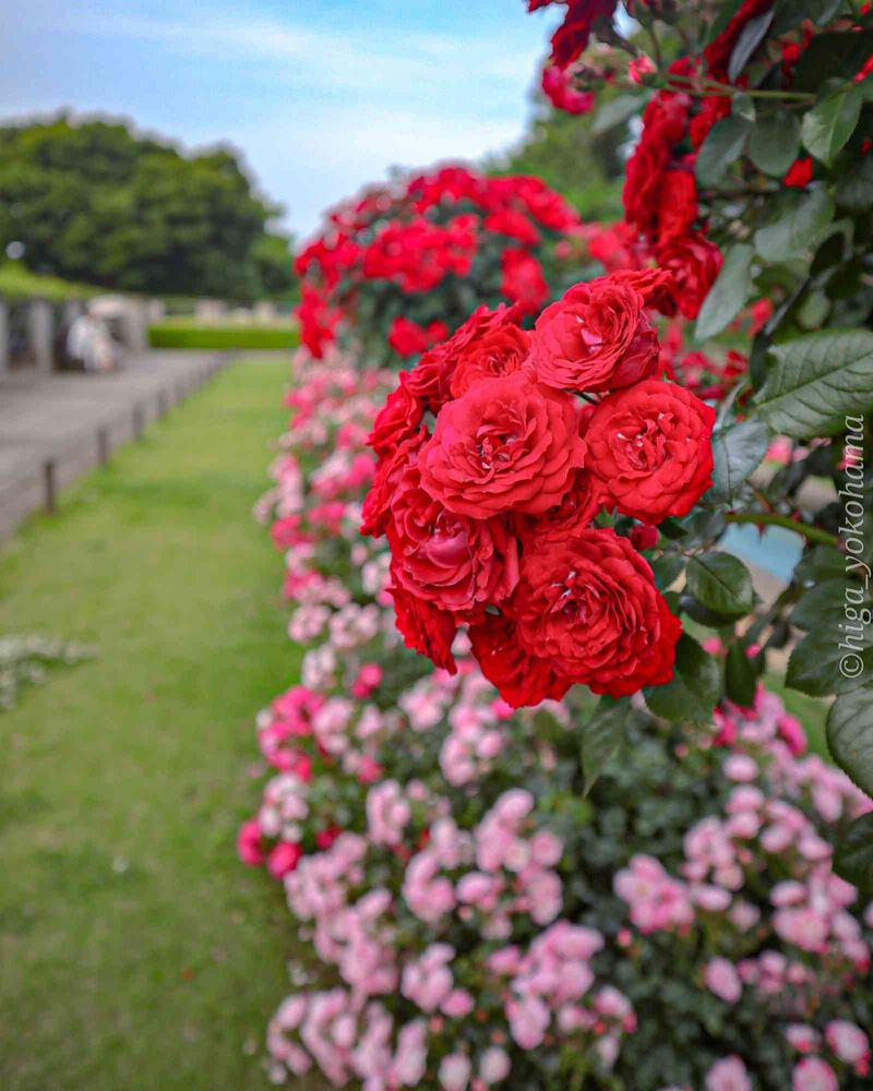 ヒガ君さんの港の見える丘公園への投稿