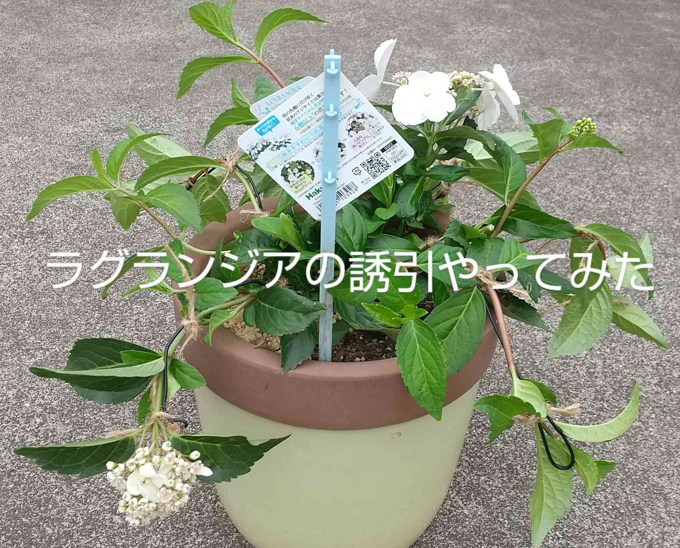 完 失敗しました)ラグランジアブライダルシャワーの誘引やって
