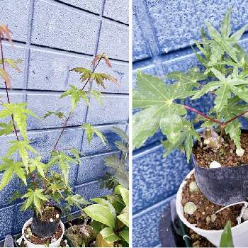 観葉植物のある暮らし,多肉植物好き,増やすぞ〜の画像
