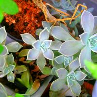朧月,朧月(おぼろづき),グラプトペタルム 朧月,多肉植物,みどりのある暮らしの画像